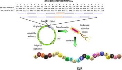 Elastin-Based Materials: Promising Candidates for Cardiac Tissue Regeneration